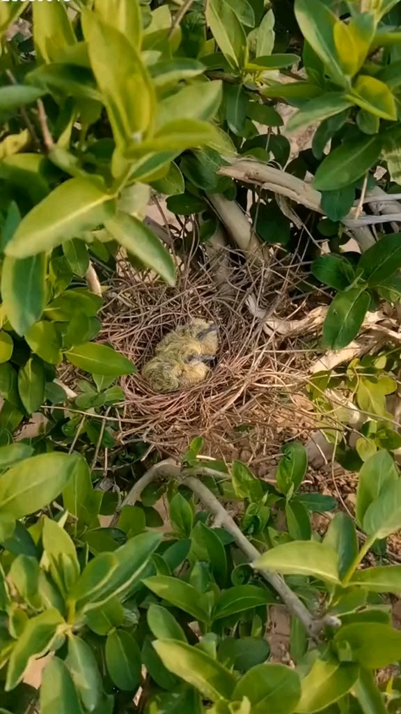 这个斑鸠窝算是豪宅呢