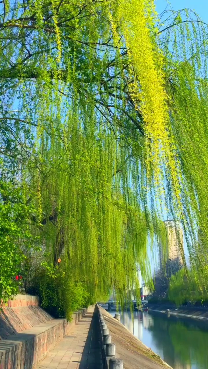 蓝天白云绿柳风景图片图片