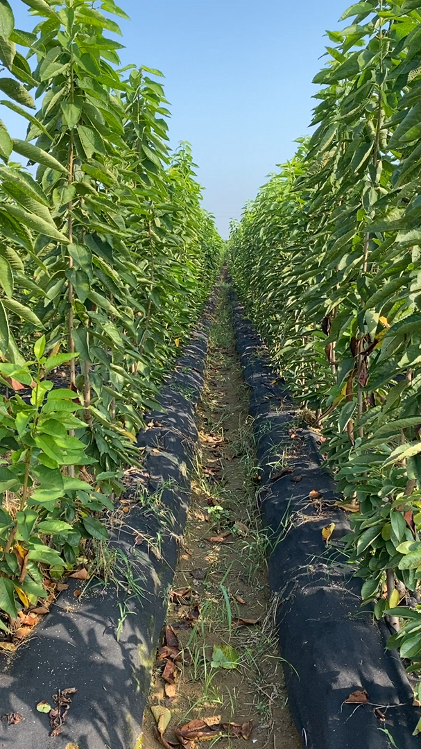 一根棍大樱桃苗基地,品种有美早,布鲁克斯大樱桃,俄罗斯8号,齐早,鲁樱