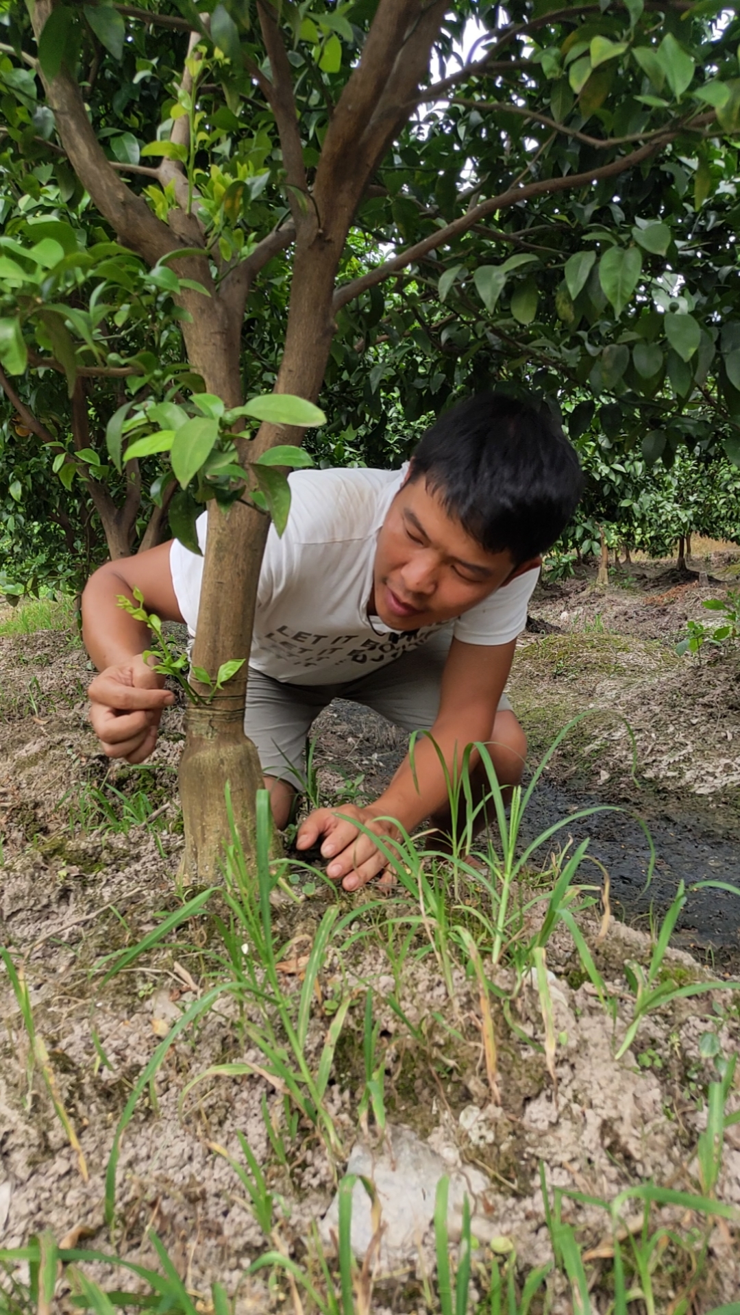 果树环割#一棵果树割一刀,年底就等着收钱吧!