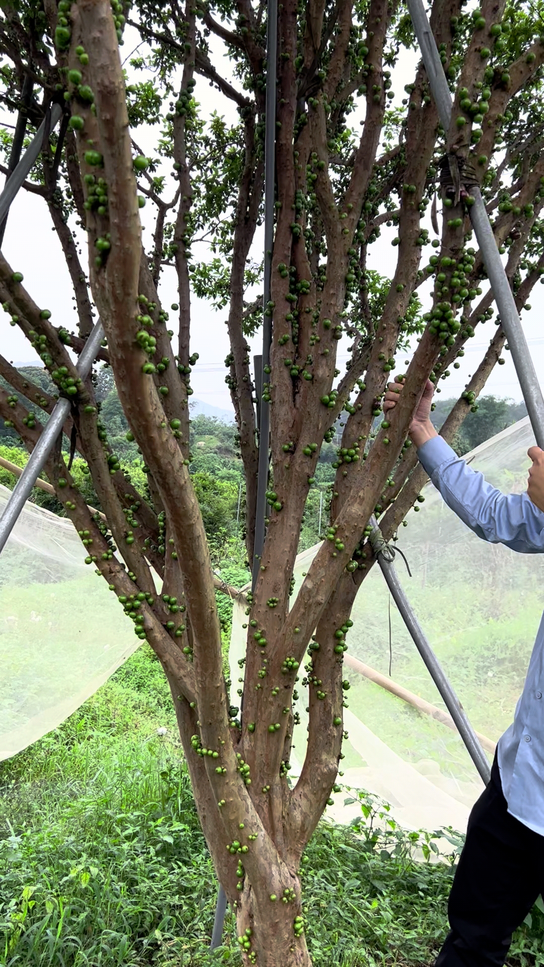 5米高树葡萄嘉宝果树苗