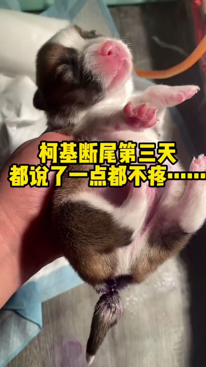 柯基柯基断尾不疼大家不要喷了也不要担心