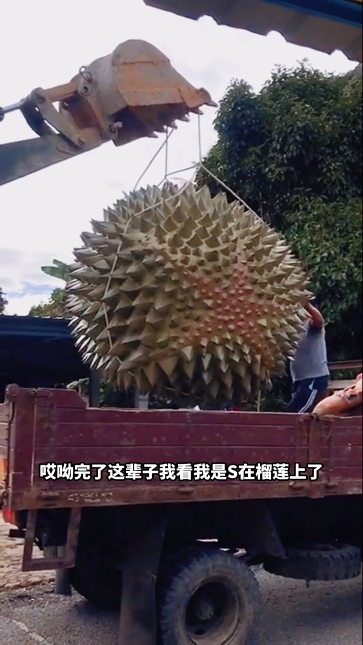 超大个榴莲,媳妇让我哭笑不得