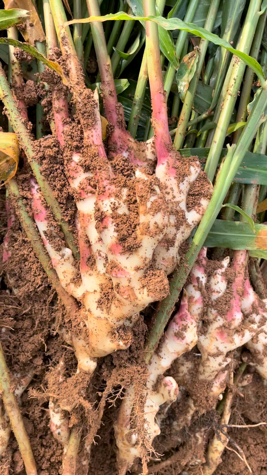 红芽嫩姜姜有很多种沙姜小黄姜阳荷姜仔姜红芽嫩姜哪个是你的爱