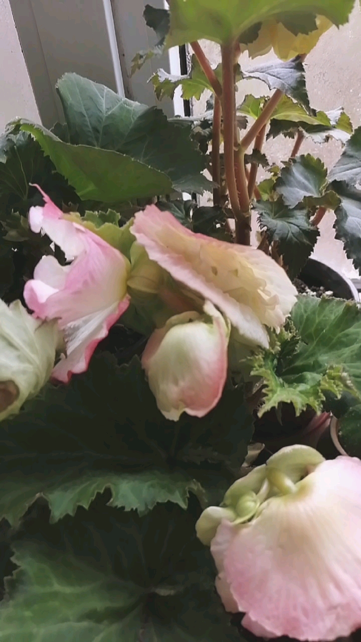 大花夫妻海棠球根海棠