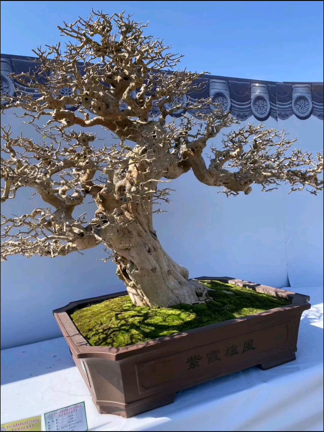 盆景#岭南派大师盆景欣赏