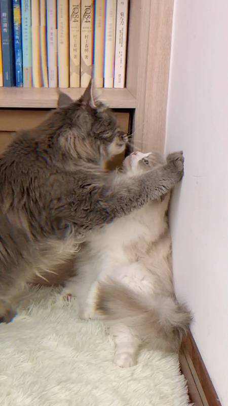 我家猫的壁咚有酸到你吗?(你看了多少遍?)-度小视