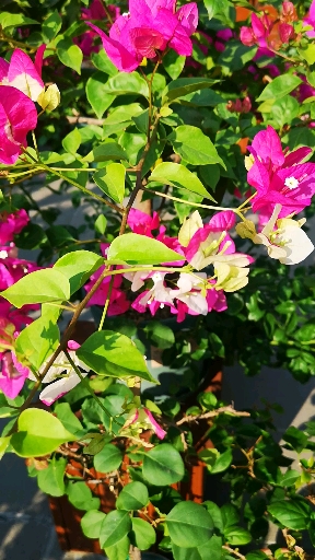 你好秋天#绿叶双色三角梅