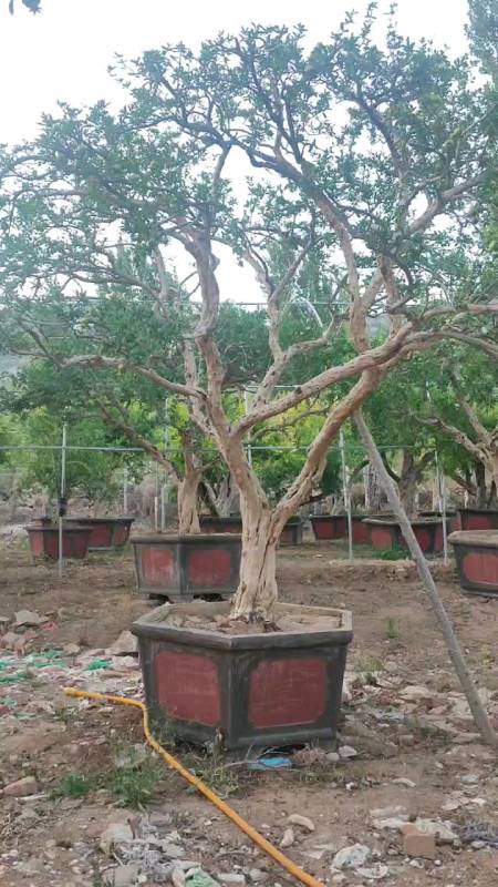 庭院植物#一棵精品冰糖白玉石榴树-度小视