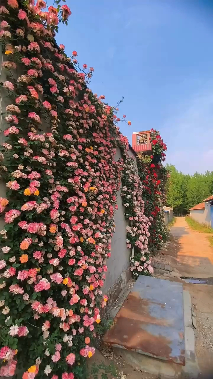 爬藤月季花墙造型技术图片