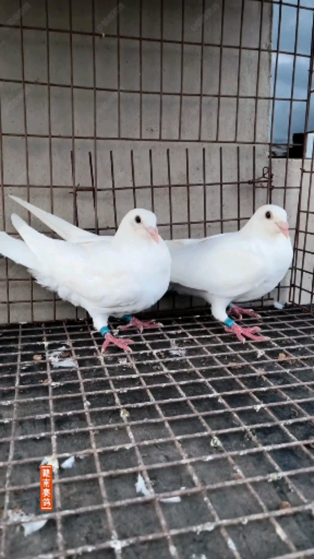 鸽痴的鸽子#白色幼鸽杨阿腾紫罗兰赛鸽