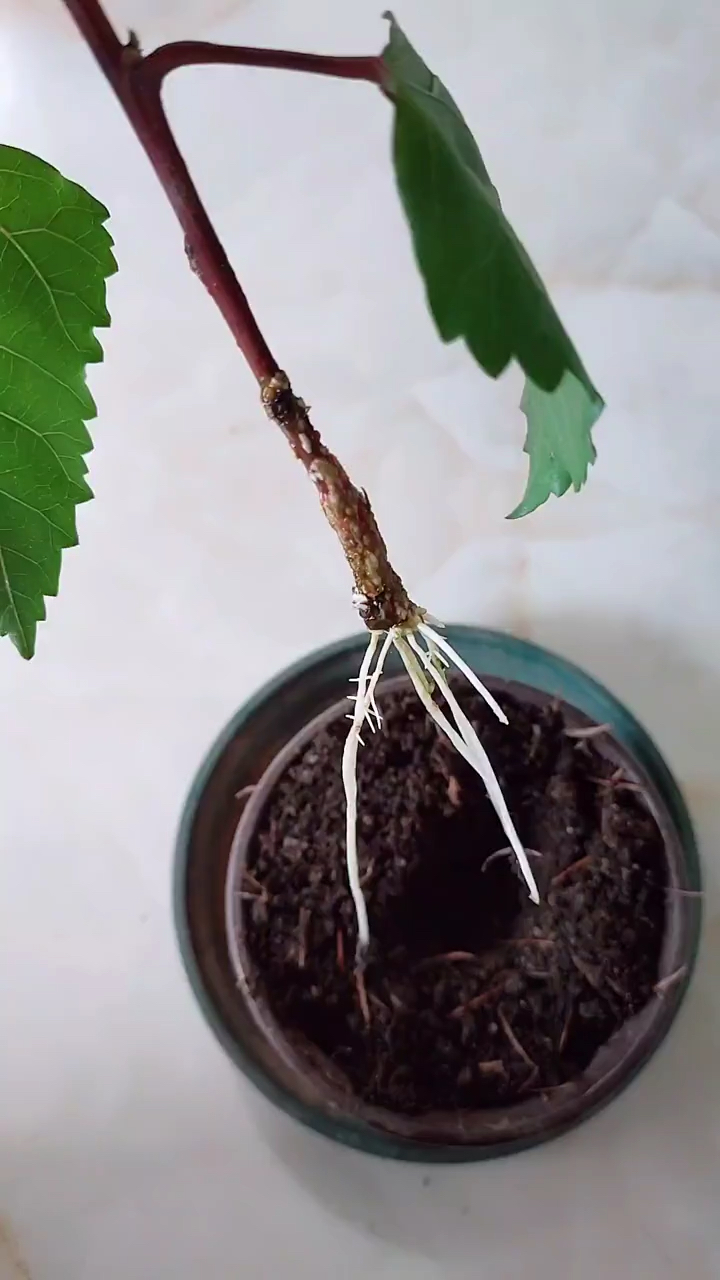 春日小视频有奖征集活动#扦插的木槿花明明有根了,为什么还是不能