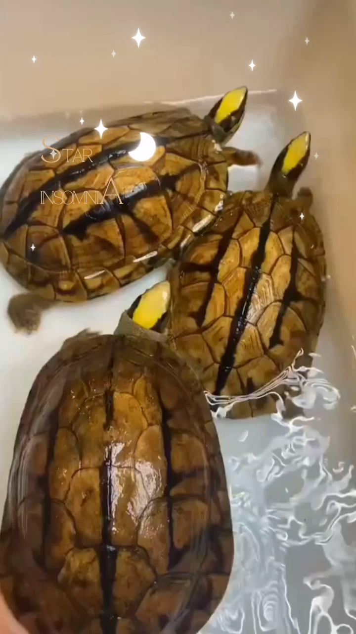 三线闭壳龟金钱龟#头色超黄,加长版三线-度小视