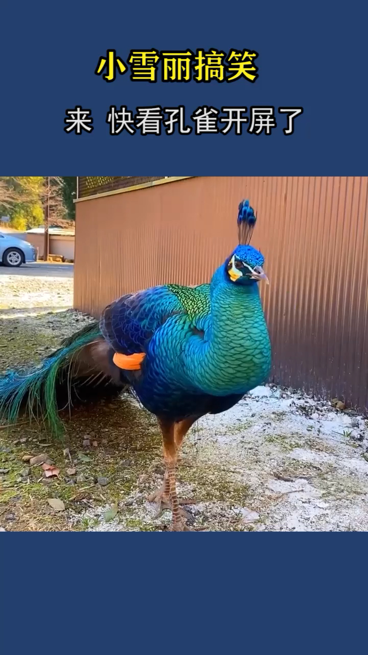 终于看到孔雀开屏了,这一瞬间真的很漂亮-全民小视频