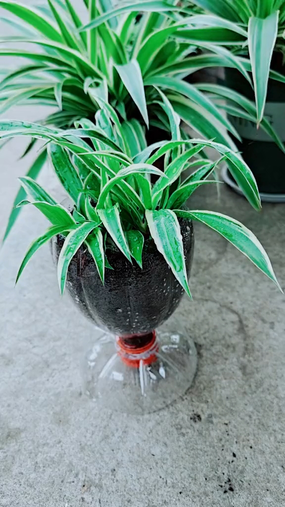 用饮料瓶子做的红酒杯,再插上吊兰也能这么的美.