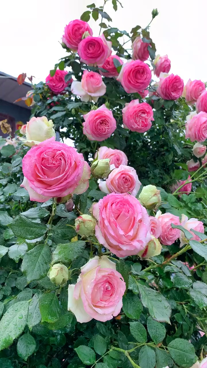 藤本月季,粉色龙沙宝石,太美了