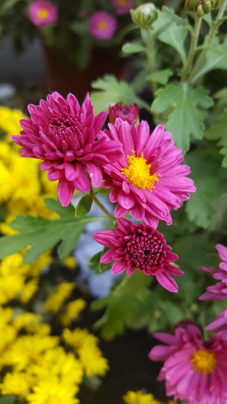 漂亮的粉色菊花美极了