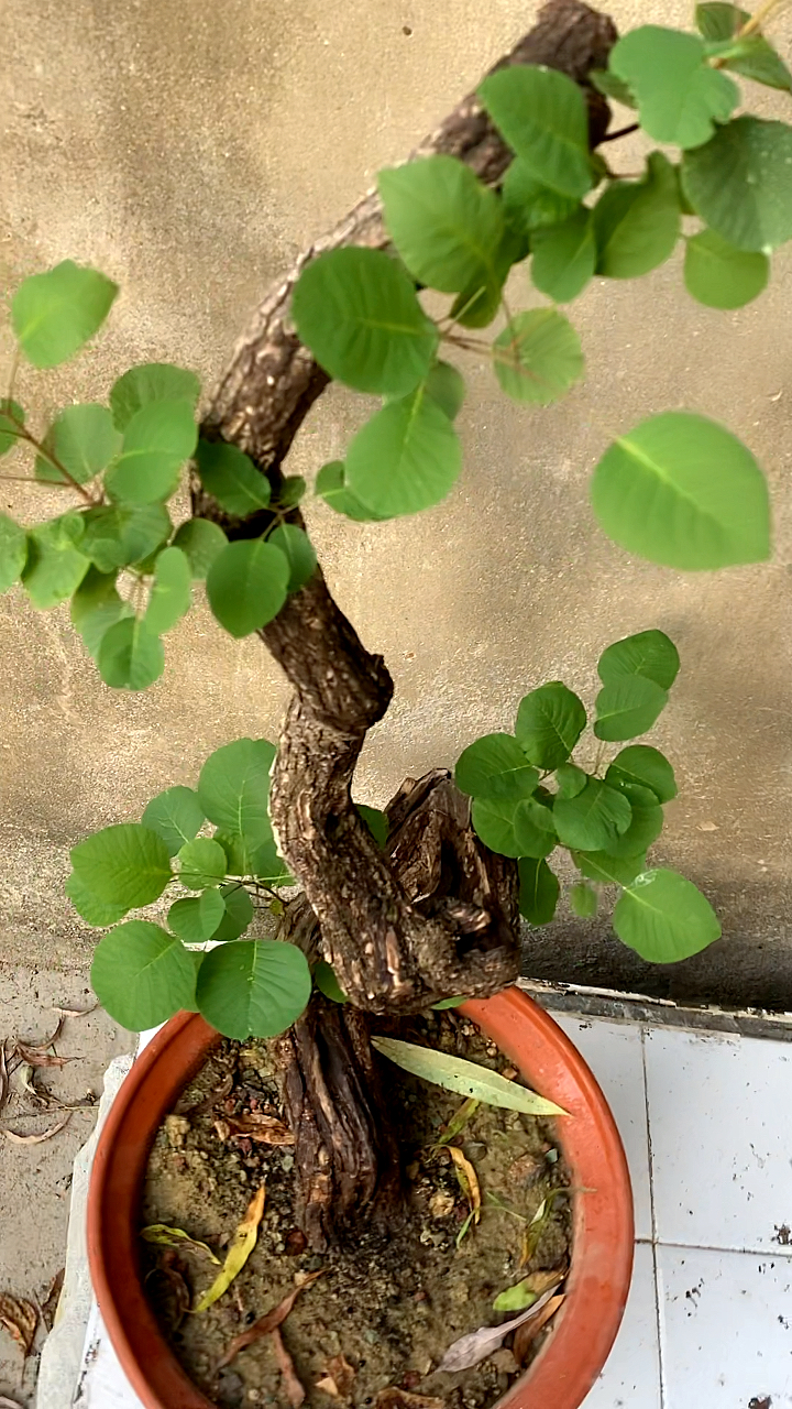 黄栌盆景怎么扦插 - 绵柔百科知识