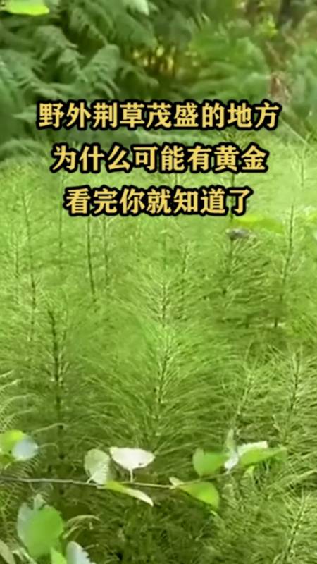 野外荆草茂盛的地方,为什么可能有黄金,看完你就知道了