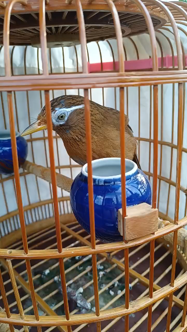 极品画眉鸟一包火