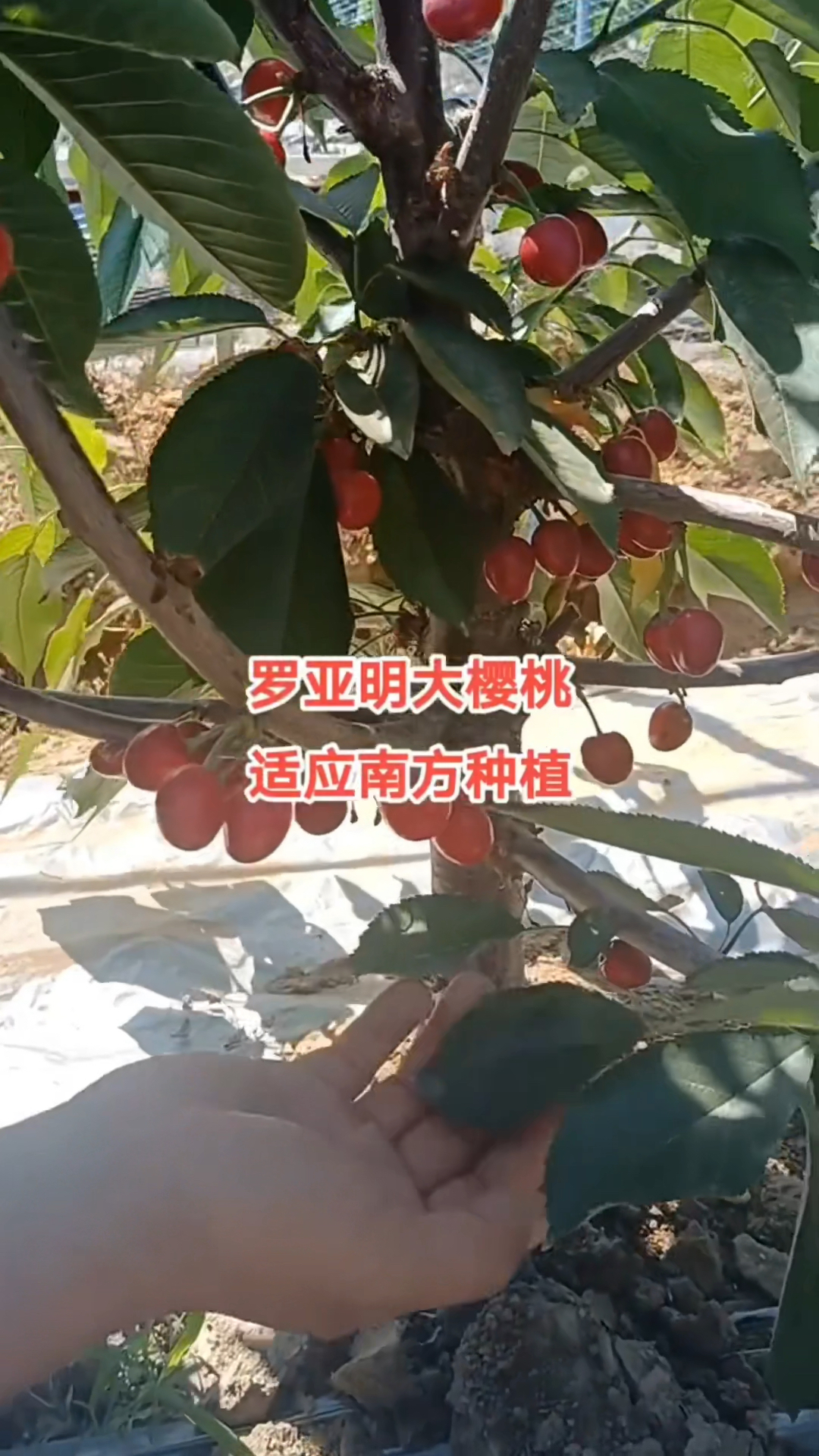 优质大樱桃苗需冷量低的罗亚明大樱桃苗品种适合南方种植果个大果肉硬