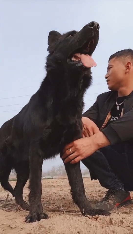 東德牧羊犬,好訓練,警覺性高