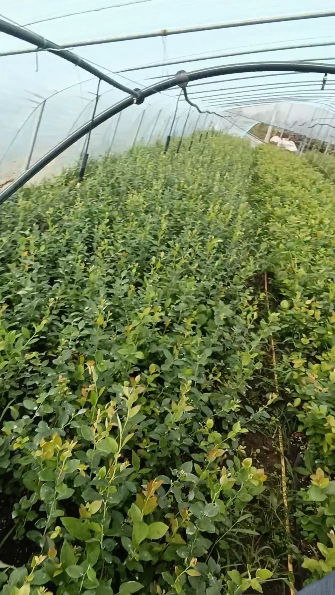 云雀蓝莓苗种植基地云雀蓝莓树苗品种介绍