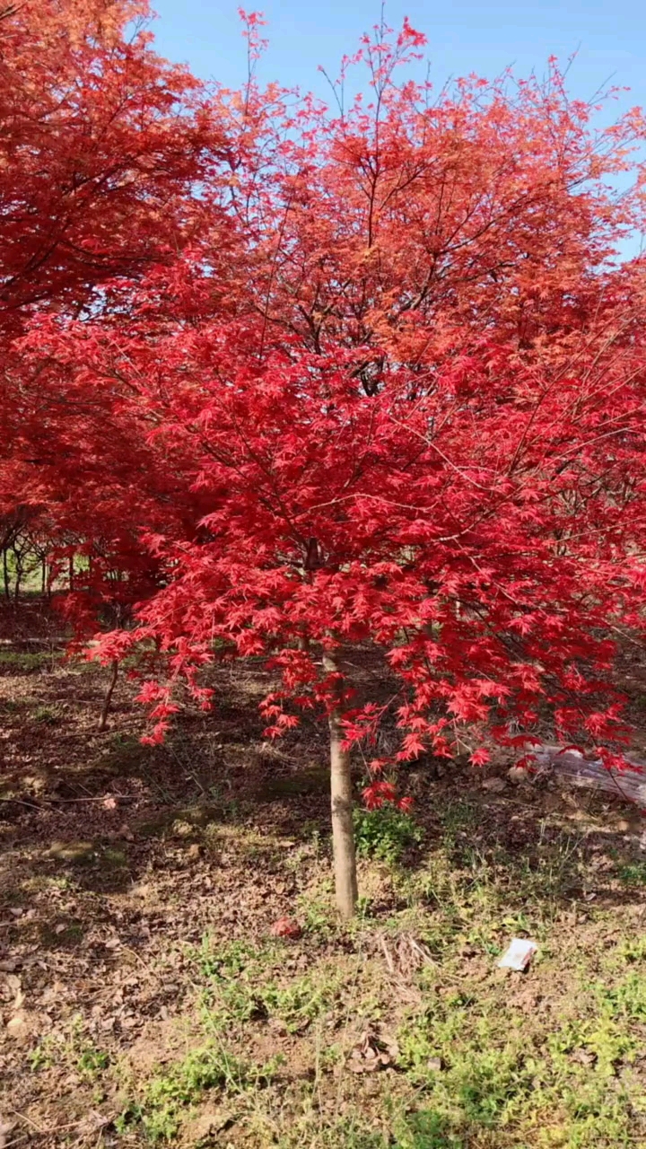 红舞姬红枫,红红火火,耐寒耐旱南北方都可以栽植