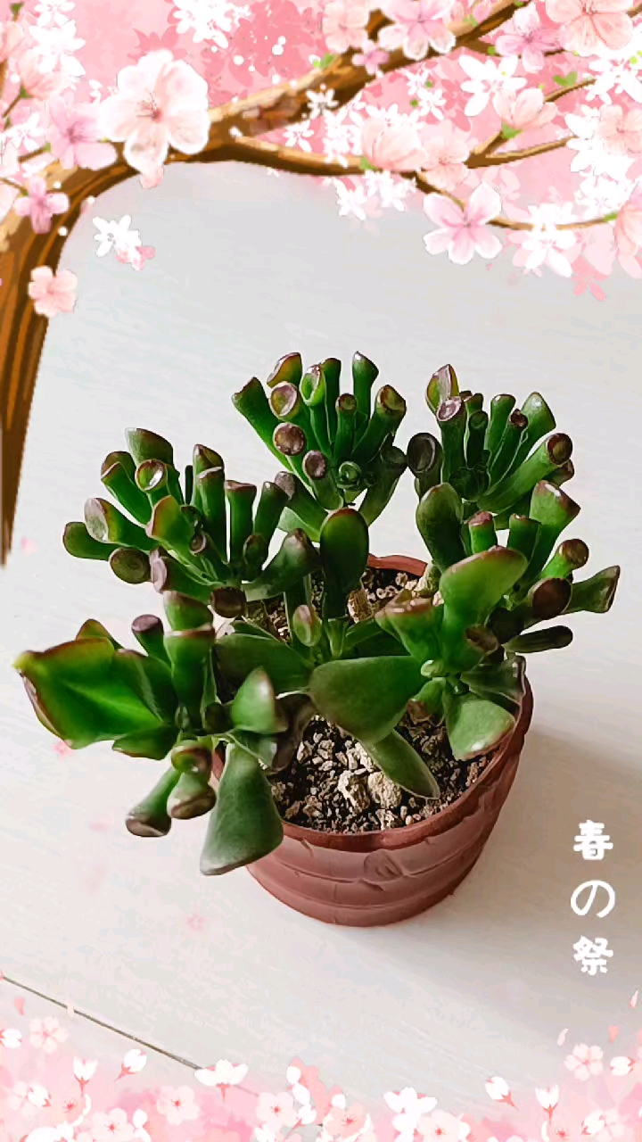 吸财树管叶的扦插叶插繁殖