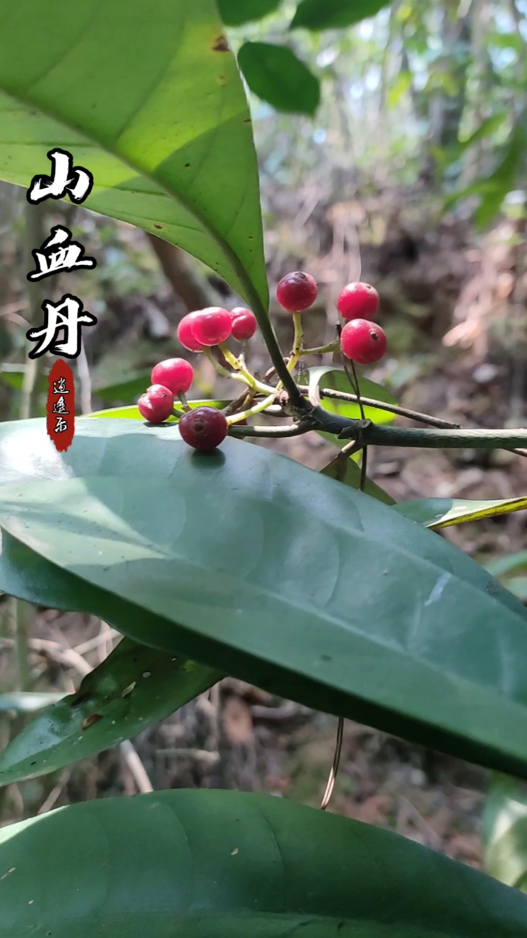 认识中草药#百草中药之山血丹,紫金牛科属植物,果实红润整株可作盆景