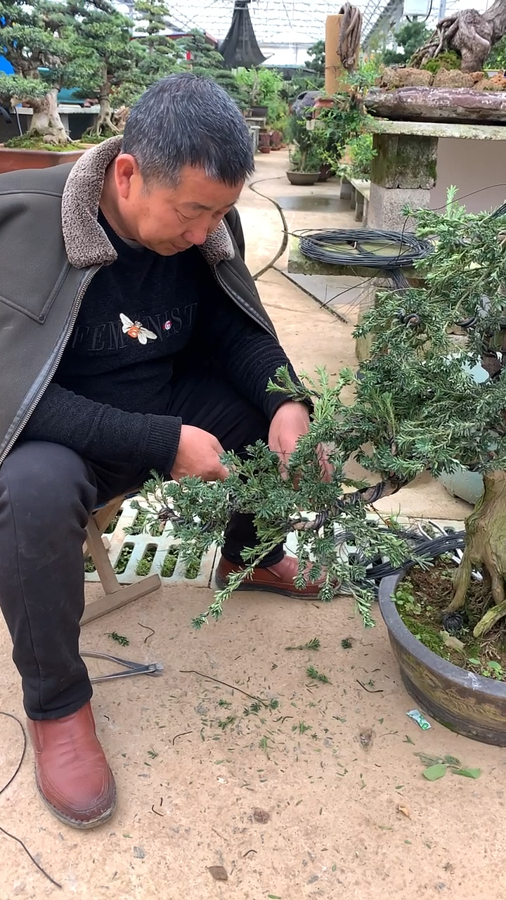 教你如何正确给罗汉松做造型