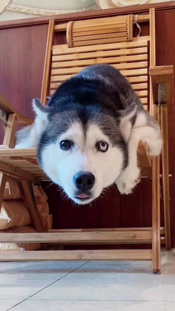 动物世界#遮住右边眼睛这狗好乖遮住左边眼睛这狗好纯