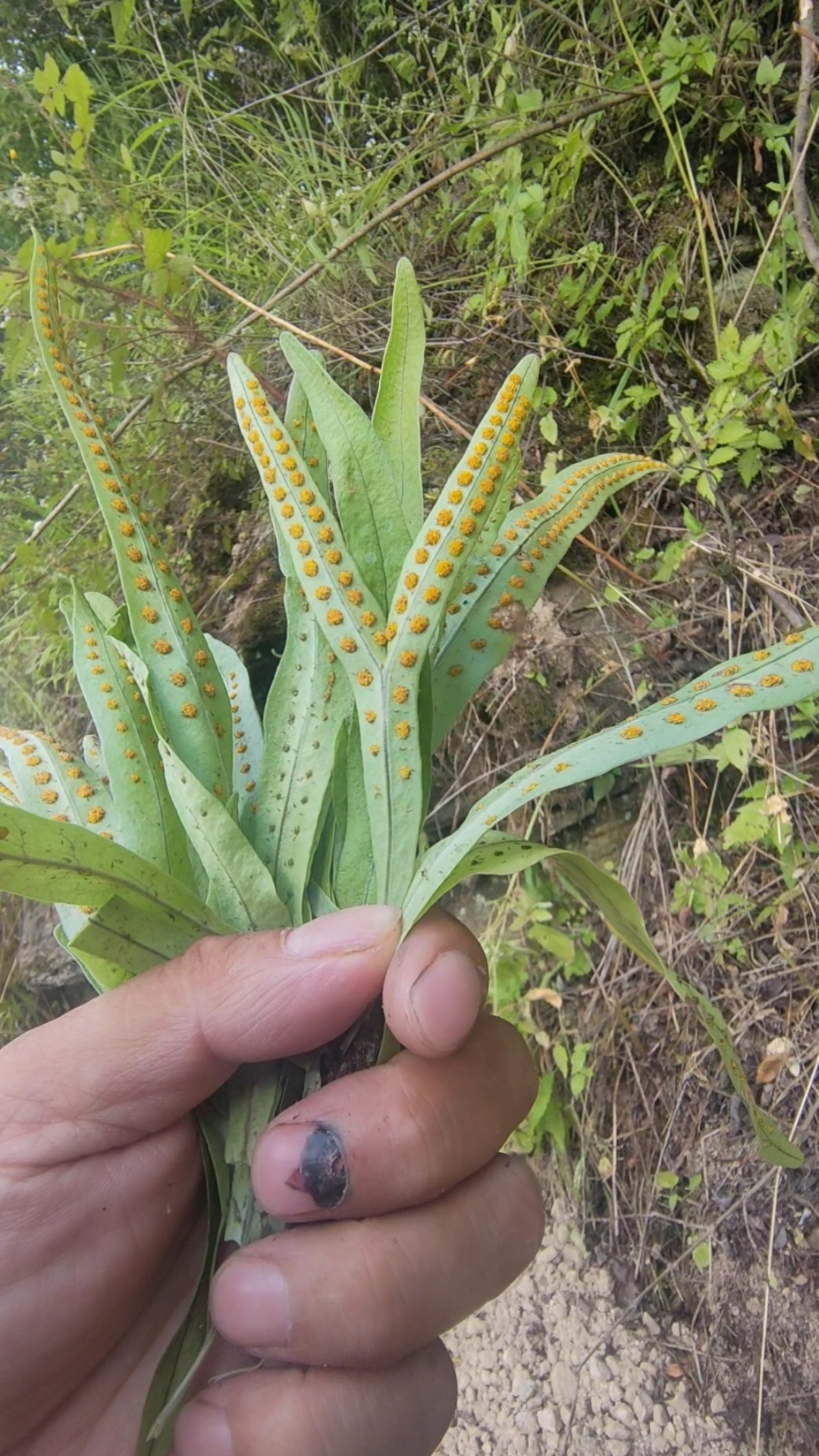 好物推荐#我手中拿的这个叫肾精草,大家一定要看清楚