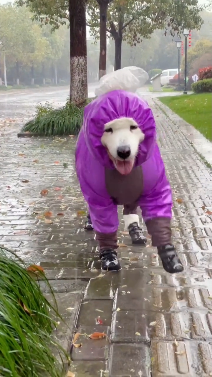 遛狗#下雨天遛狗魂风雨无阻铲屎官