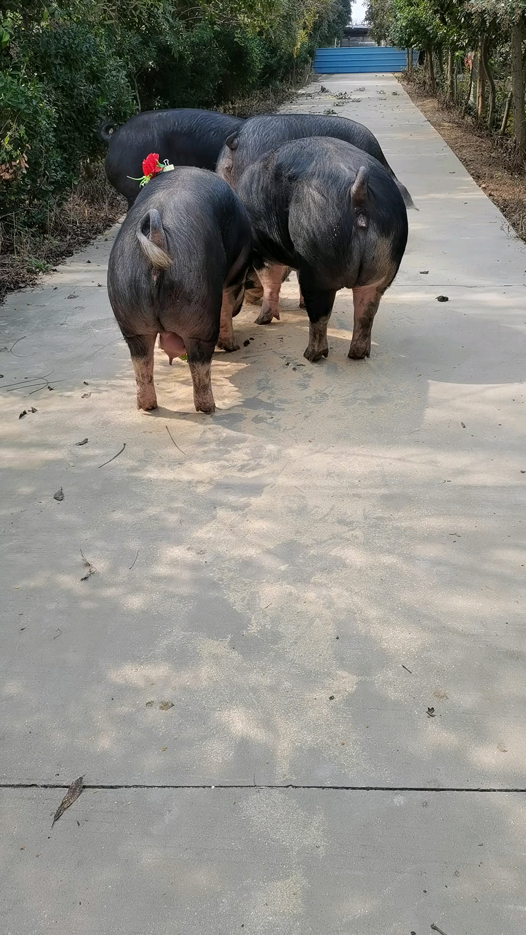 巴克夏猪巴克夏种公猪巴克夏种猪场巴克夏母猪