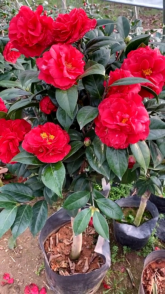 魔术城茶花开品鉴赏!