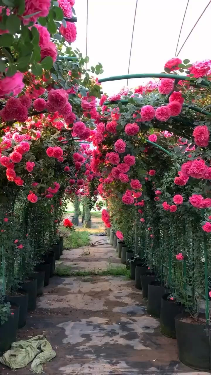 爬藤月季粉色达芬奇拱门造型