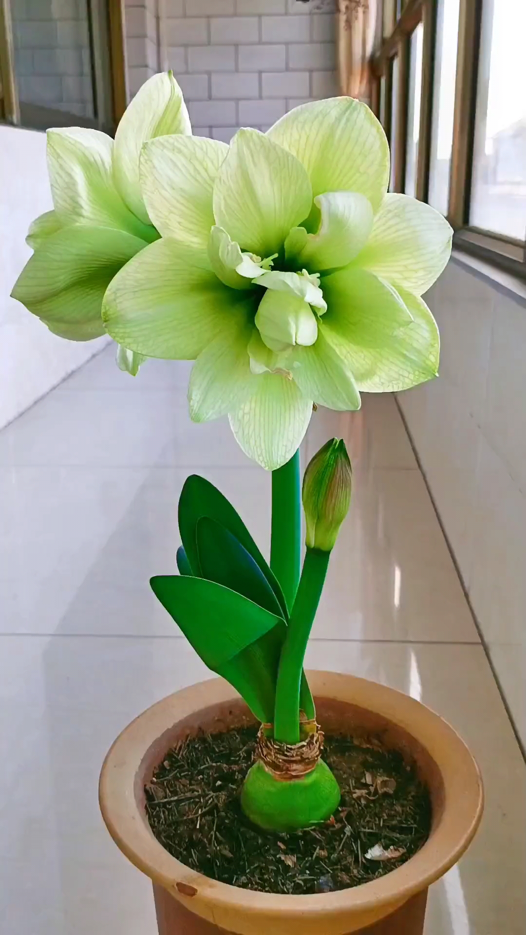 绿色的朱顶红极品中的极品