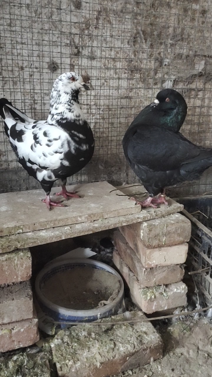 元宝鸽#大体元宝鸽养殖,一公一母回家就可以下蛋繁殖