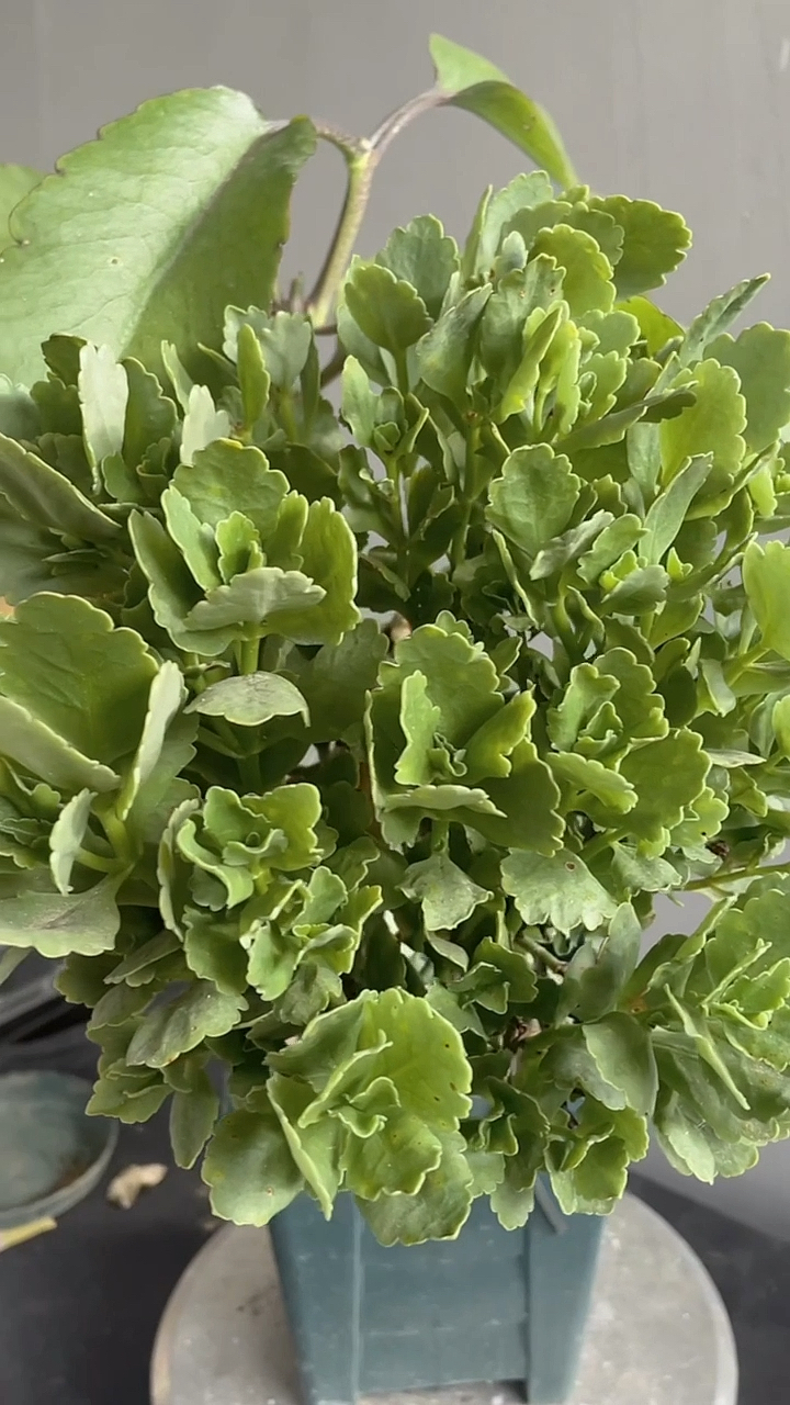 长寿花嫁接技术长寿花嫁接落地生根这样做不黑腐易爆盆