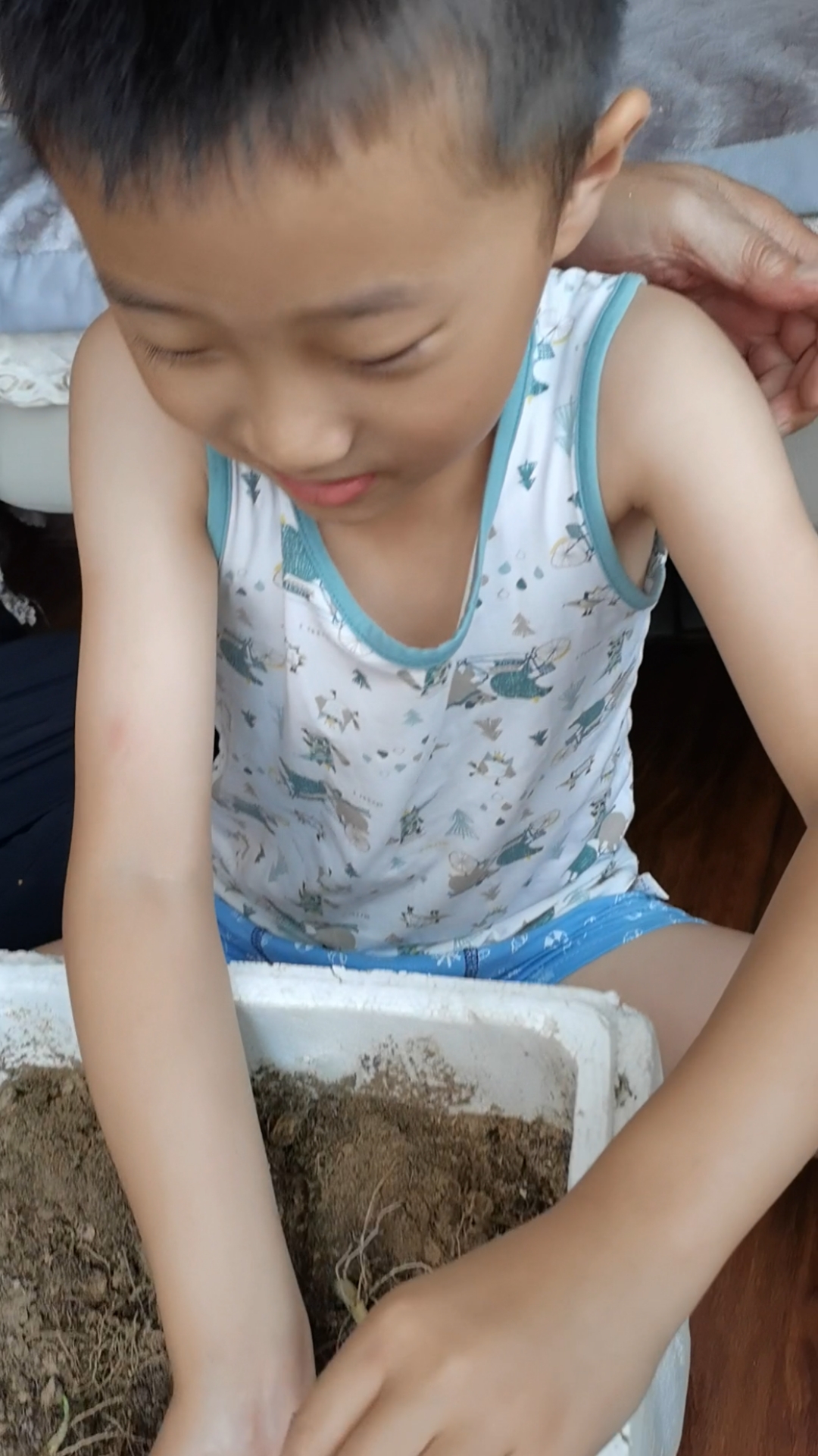 记录生活#用泡沫箱在阳台种的土豆有收获了