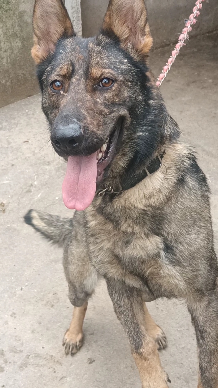 分享一条看门狗给大家,看家护院,深狼灰东德