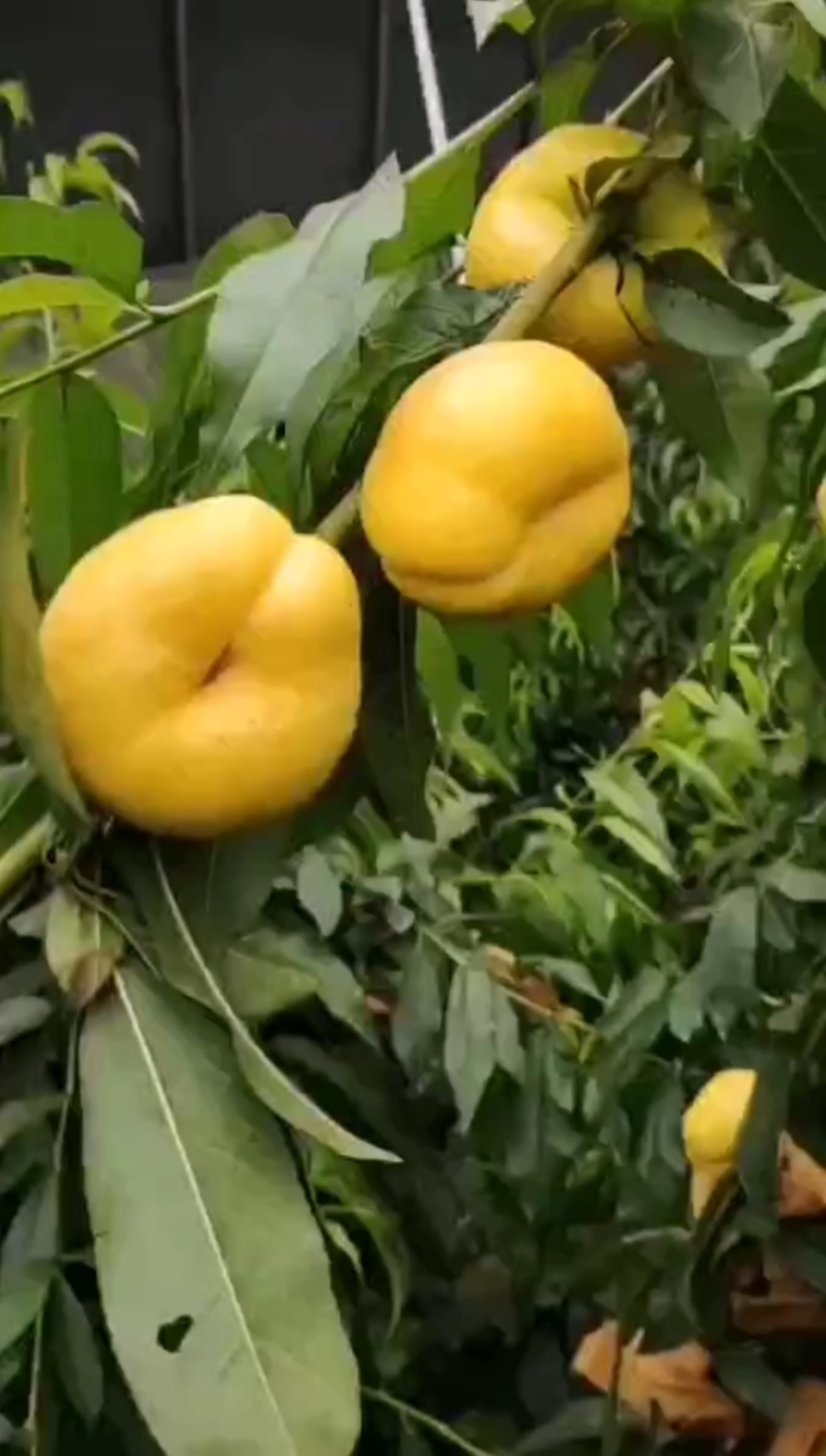 黄金油蟠桃树苗,亩栽110颗,亩产万斤