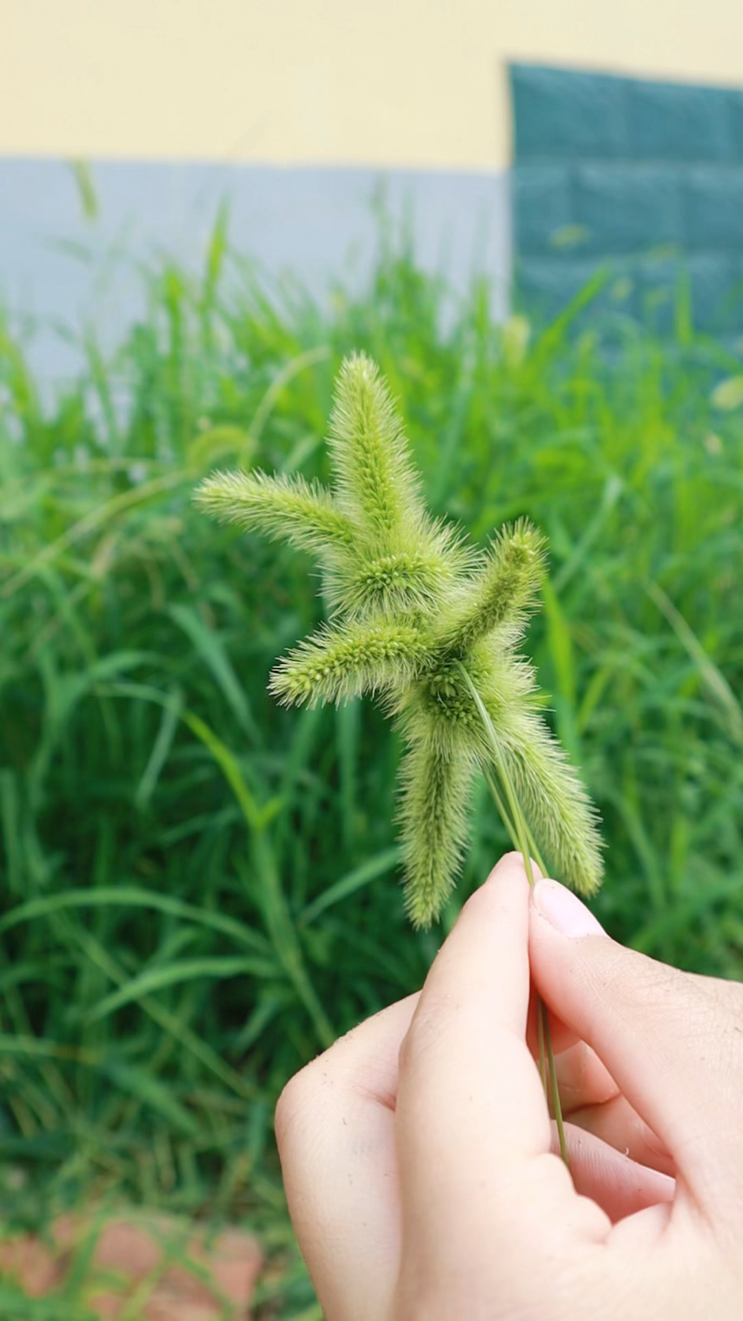 手工制作狗尾巴草编小兔兔童年的记忆