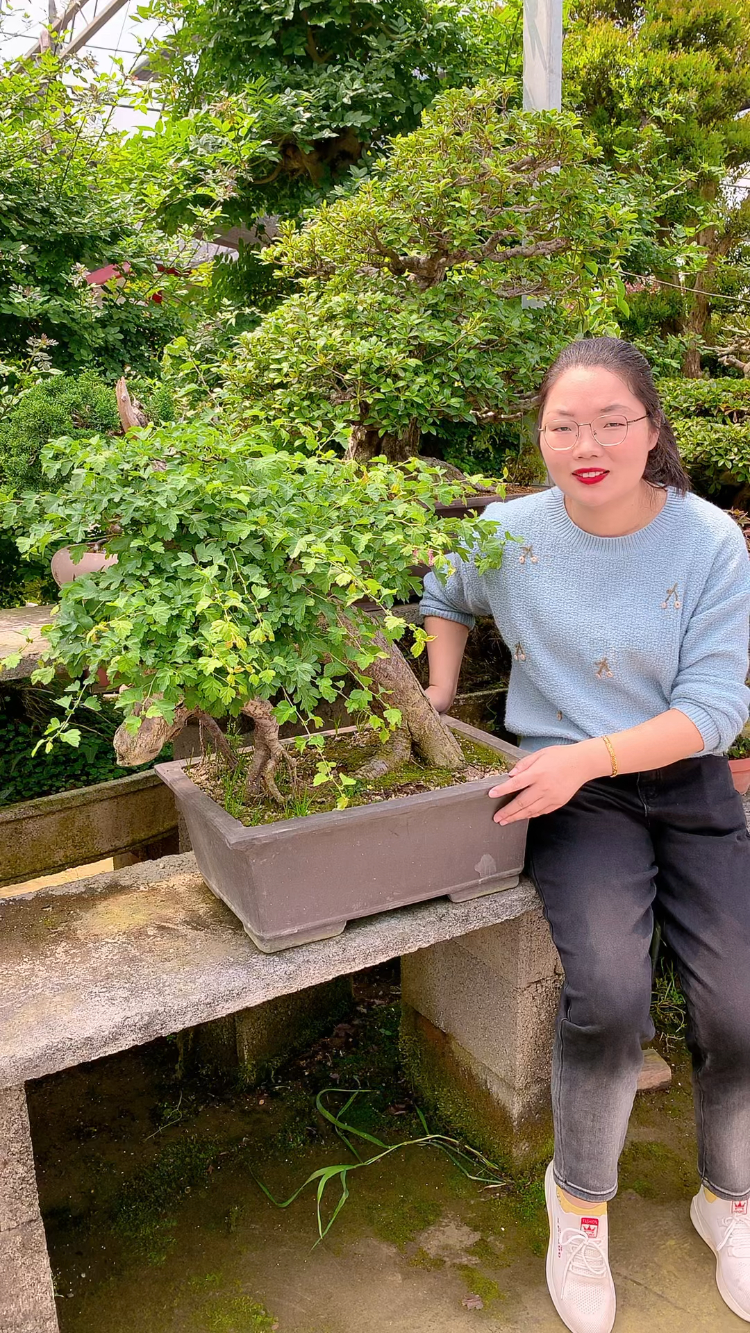 老桩姬山楂盆景,开花结果