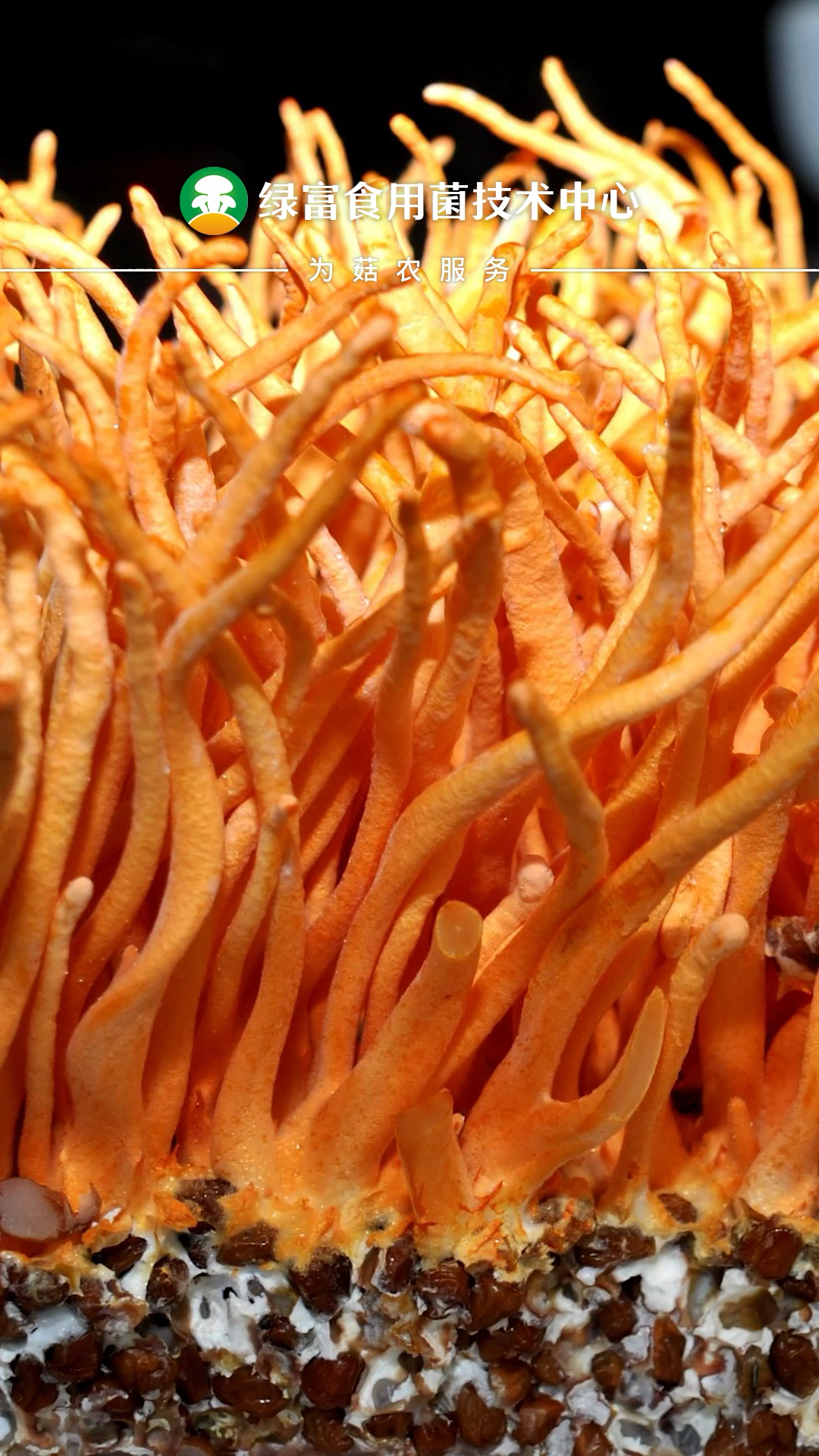 虫草花北虫草种植虫草花种植技术北虫草的功效与作用及食用方法