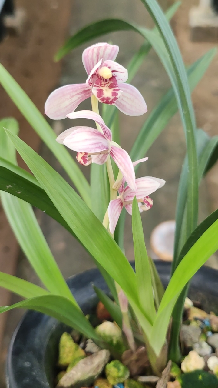 兰花小站#建兰东方红荷喜欢的来