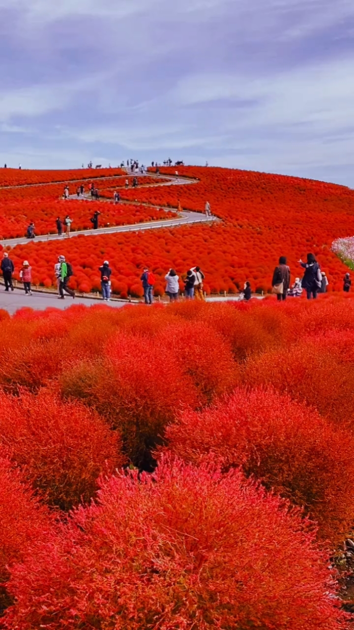 旅游进行时#红色花海,随手拍下,分享给朋友们.