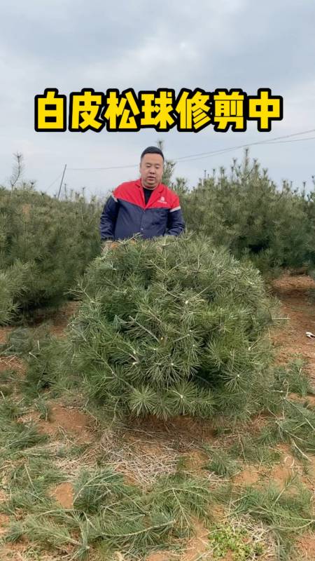 兄弟白皮松#白皮松球形修剪纪实.