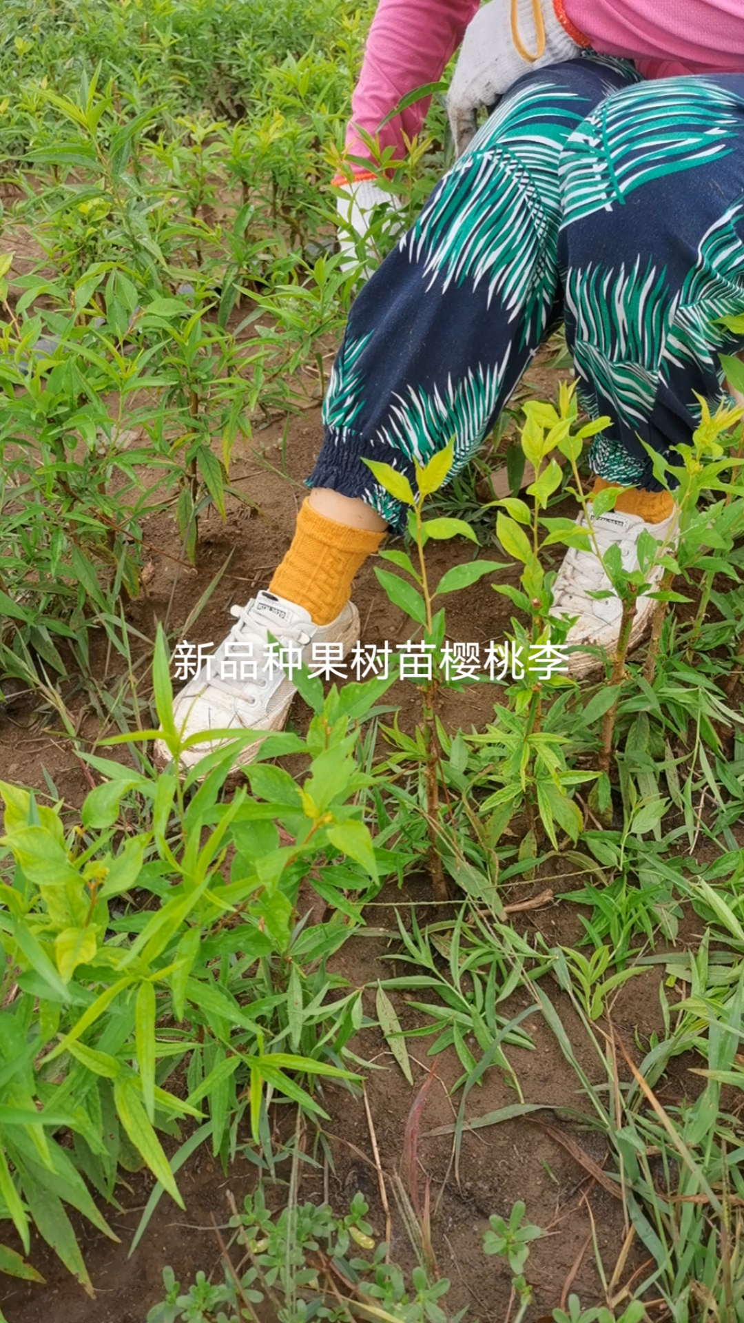 樱桃李苗#嫁接果树苗新品种樱桃李,嫩条长到15公分左右,其他的枝条